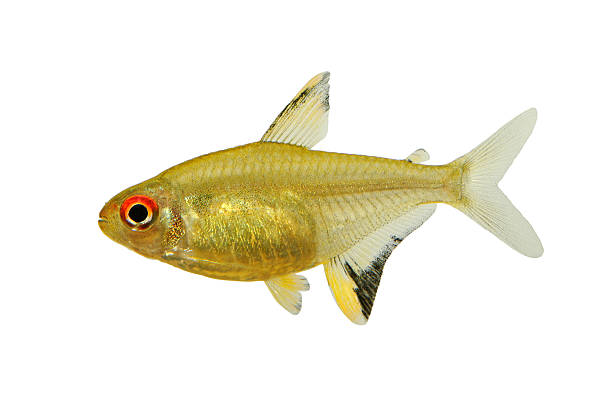 cytryna tetra (hyphessobrycon pulchripinnis) - tetra fish zdjęcia i obrazy z banku zdjęć