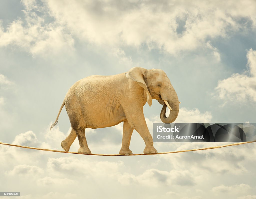 Elephant Walking On Rope Elephant Walking On Rope, Outdoor Agility Stock Photo