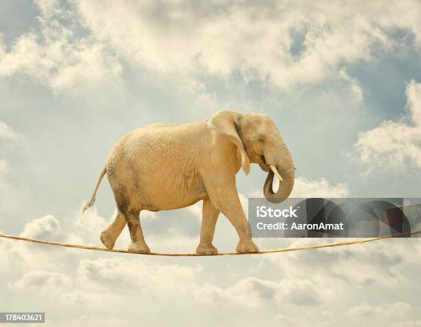 Elephant Walking On Rope Stock Photo - Download Image Now - Agility, Animal, Elephant