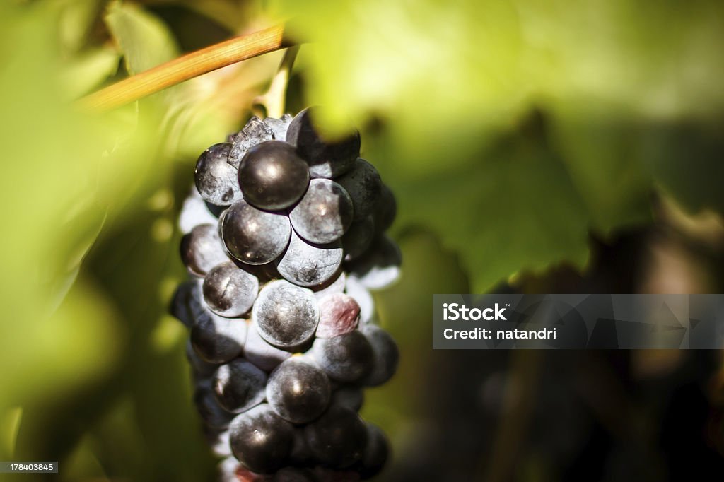 Grand tas d'accrocher les raisins de vin rouge et une plante grimpante et vigne - Photo de Agriculture libre de droits