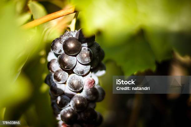 Foto de Grande Grupo De Apreciadores De Vinho Tinto Com Uvas Asa De Vine e mais fotos de stock de Agricultura