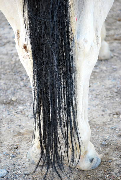 istock Horse hair abstract. 178403956