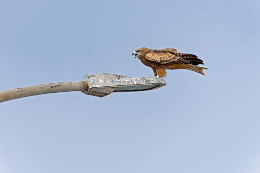 A mediuw sized bird of prey perched on an old lamppost with a blue sky at the background.