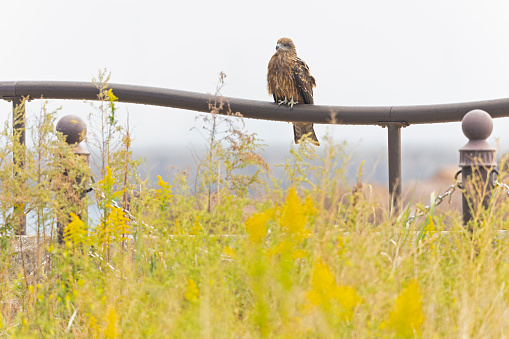 A medium sized bird of prey on a metal fence with yellow grass and flowers in the foreground.