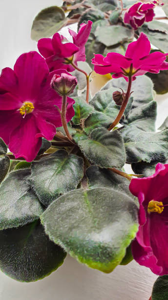 istock Violets on a white table with flowers. House plants. Interior decoration. 1784045772