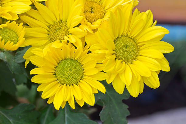 istock Chrysanthemum Flowers in garden 178404598