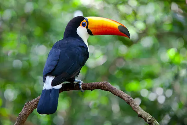 Photo of a Toucan in the Jungle in Brazil