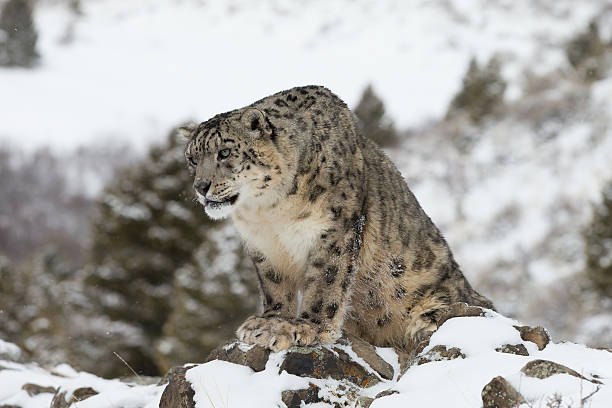 istock Rare Elusive Snow Leopard in winter scene 178405056