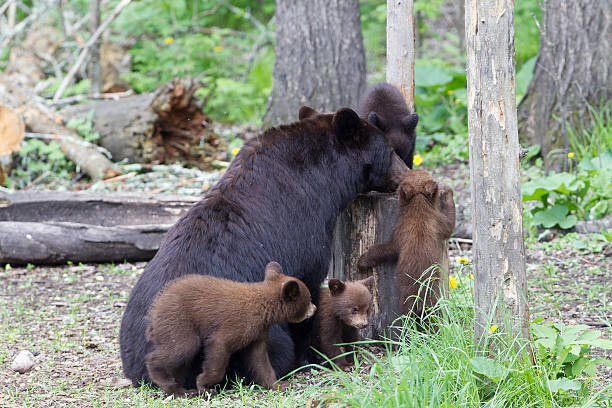 istock North American Black Bear cubs in forest 178405142