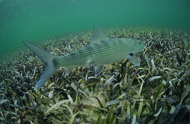 bonefish en mar - bonefish fotografías e imágenes de stock