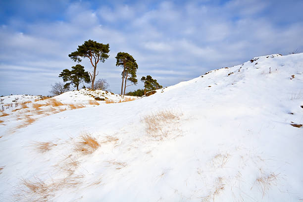 istock snowy dunes and pine over blue sky 178405286