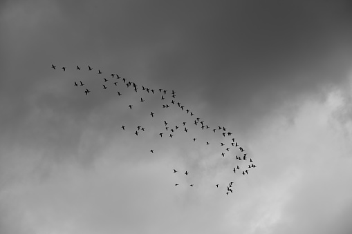 a flock of flying geese, cloudy background
