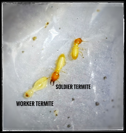 Worker and soldier termite of subterranean termites