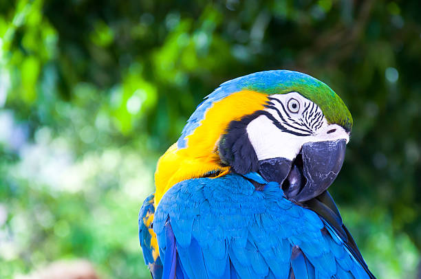 istock Colorful Macaw against natural background 178405384
