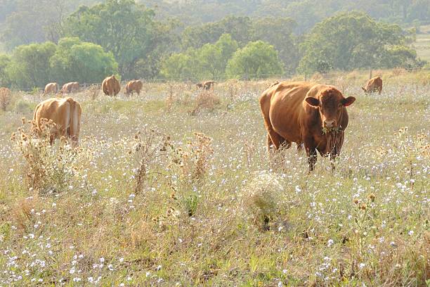 rústico de vaca - wyreema fotografías e imágenes de stock