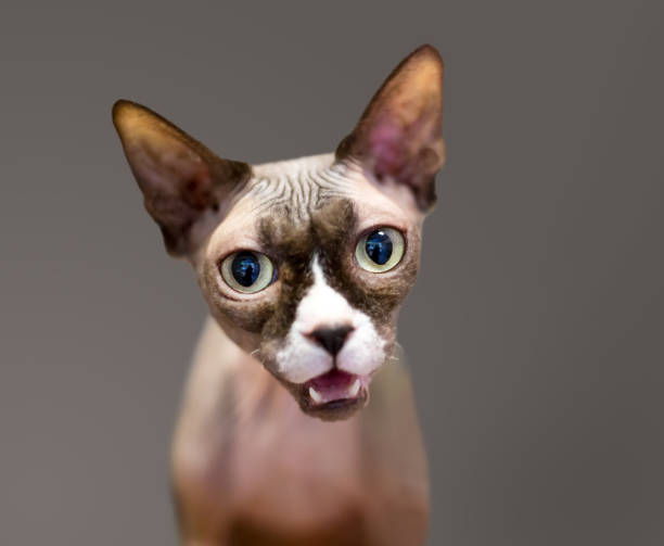 istock A purebred hairless Sphynx cat 1784055678