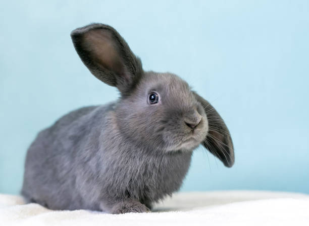 istock A gray rabbit with ears in a half lop position 1784055687