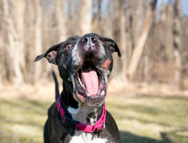 istock A Pit Bull Terrier mixed breed dog catching a treat 1784055688