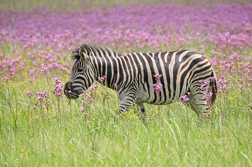 Zebra walking in pompom filled field in nature reserve