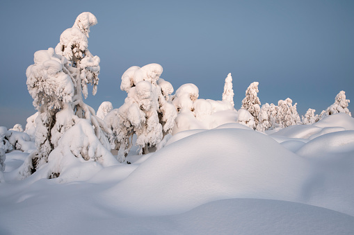 Wintry Landscape: Snow-Covered Trees  on a Cold Winter Day and Snowy Environment