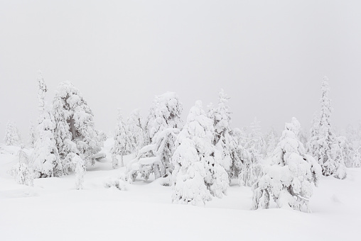 Winter Wonderland: a Scenic Landscape of Snow-Covered Trees and Snowy Environment on a Foggy Day