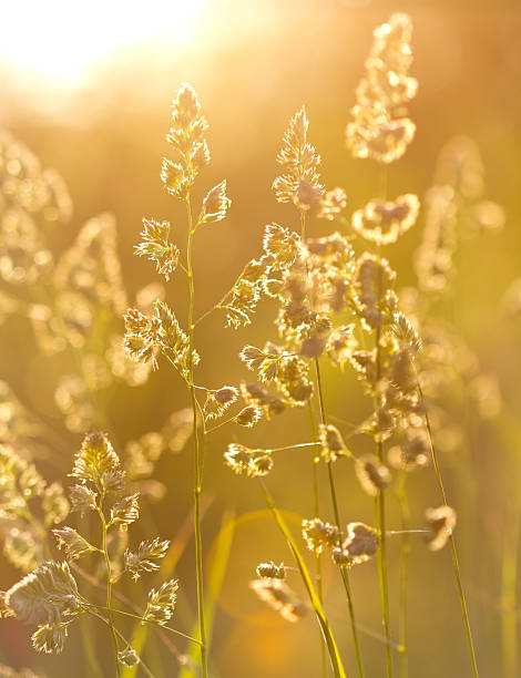 istock Wildflowers at sunset on the meadow 178406512