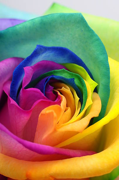 istock Close up of rainbow rose heart 178406581