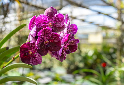Beautiful colored orchids in the orchid farm.
