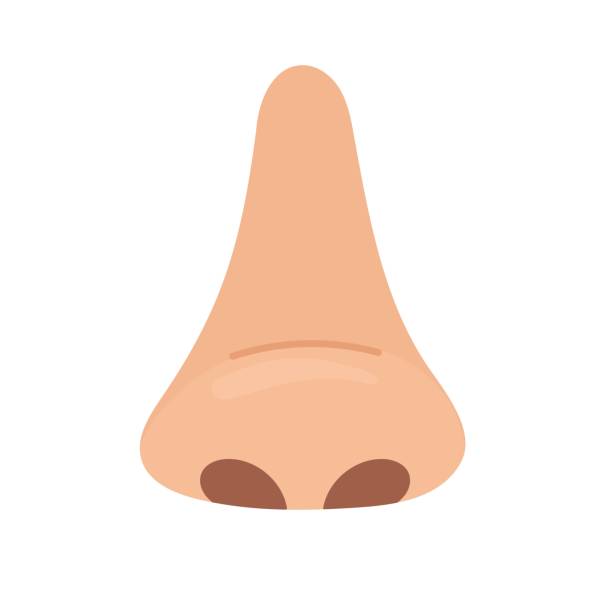 Nose Element 780+ Nose Anatomy Clip Art Stock Illustrations, Royalty-Free Vector ...