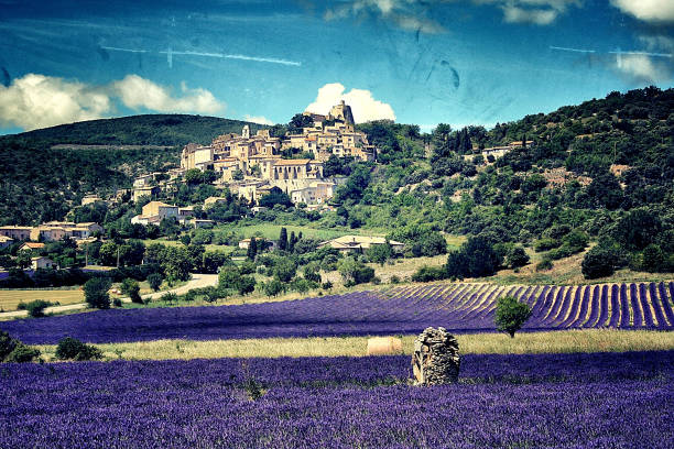 a bunch of fresh lavender flowers from a Cavaillon region; France