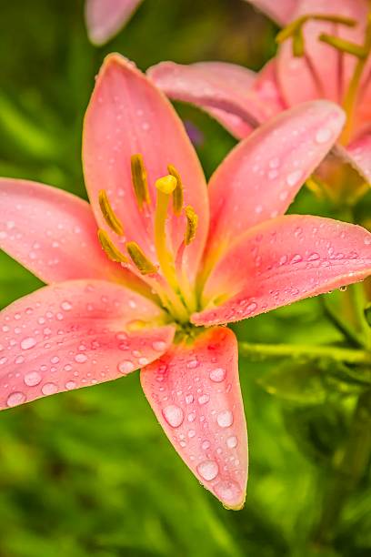 istock Pink Lily Flower with Water Droplets 178407357