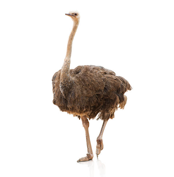 Portrait Of A Ostrich Portrait Of A Ostrich On White Background ostrich stock pictures, royalty-free photos & images