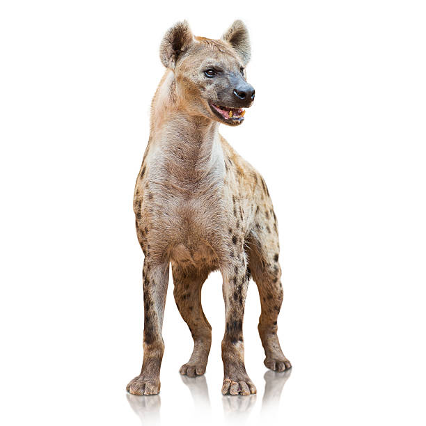 istock Portrait Of A Hyena 178407362