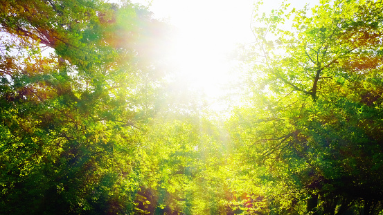 Bright and vibrant photograph of a forest canopy. The sunlight is shining through the leaves, creating a dappled effect with areas of brightness and shade. The foliage is lush and green, suggesting a healthy, dense woodland. The light is quite intense, on a sunny day, and the sun is either rising or setting, which gives the leaves a backlit quality and enhances the contrast in the scene.