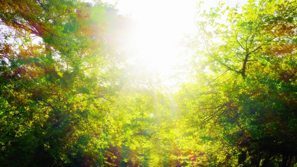 bela floresta de carvalhos de volta iluminada pelo sol brilhante - tree shade large growth - fotografias e filmes do acervo