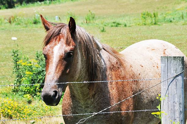 istock Horse at Fence 178407717