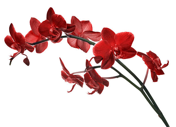 isolated on white branch with many red orchids