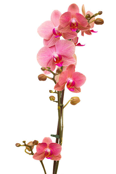 istock branch of pink orchid 178407819