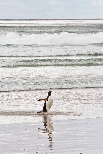 gentoo ペンギンワドルの海 - penguin walking water adult ストックフォトと画像