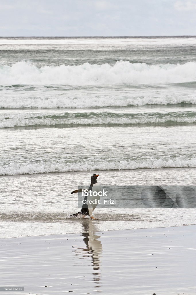 Gentoo 펭귄 waddle 주시나요 sea - 로열티 프리 감정 스톡 사진