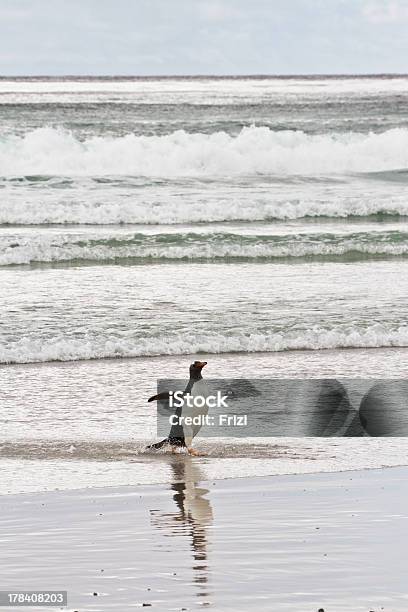 Gentoo 펭귄 Waddle 주시나요 Sea 감정에 대한 스톡 사진 및 기타 이미지 - 감정, 걷기, 깃털