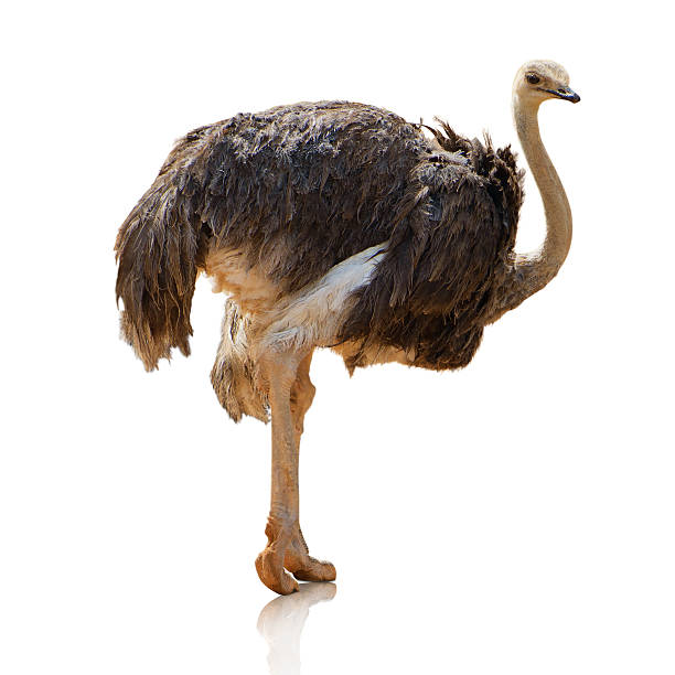 istock Potrait Of An Ostrich 178408228