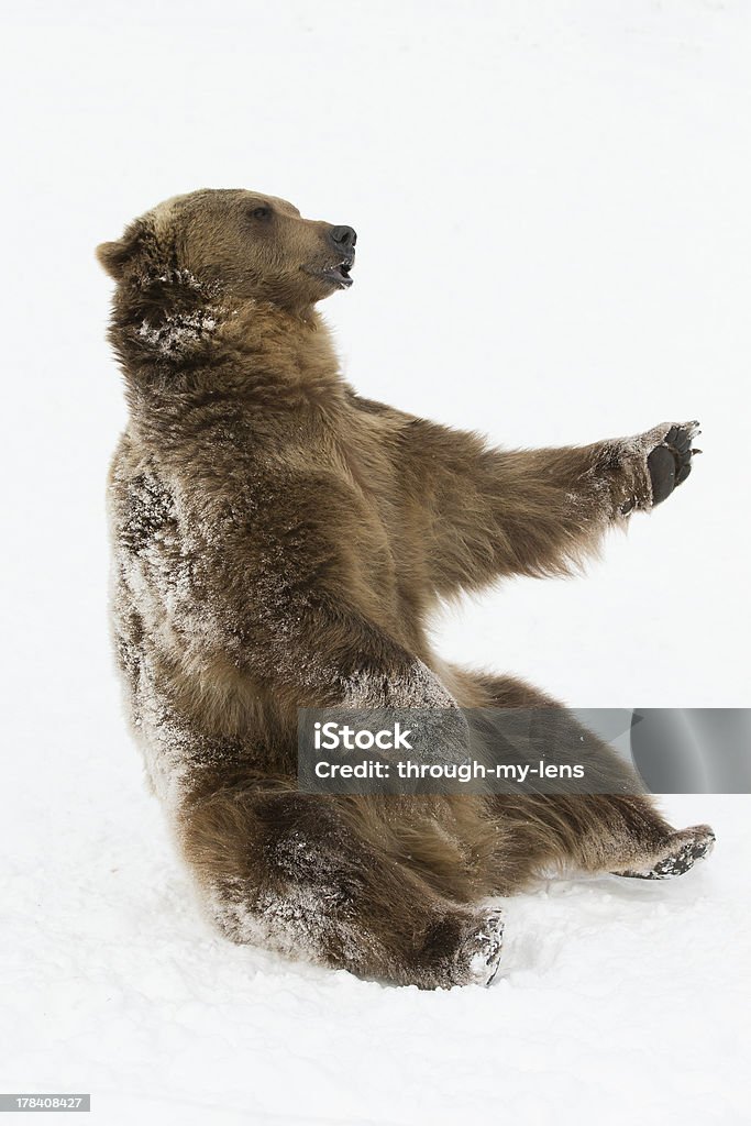 Orso Grizzly adulto del Nord America in scena di neve - Foto stock royalty-free di Alaska - Stato USA