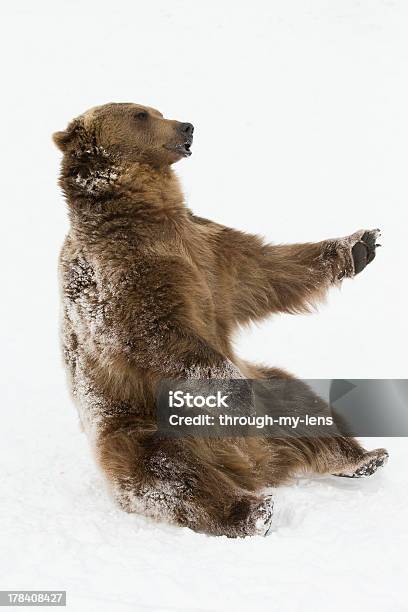 Orso Grizzly Adulto Del Nord America In Scena Di Neve - Fotografie stock e altre immagini di Alaska - Stato USA