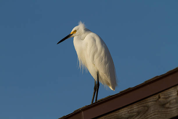 perched heron stock photo