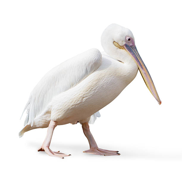 istock Potrait Of A Pelican 178408801