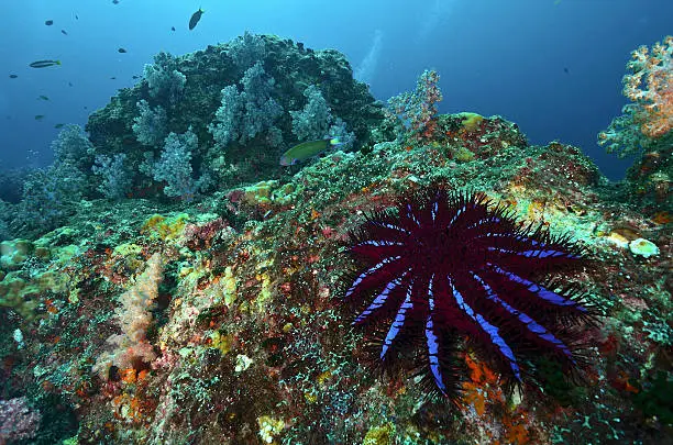 A Crown-of-thorns seastar (Acanthaster planci) feeds on live corals in the Andaman Sea