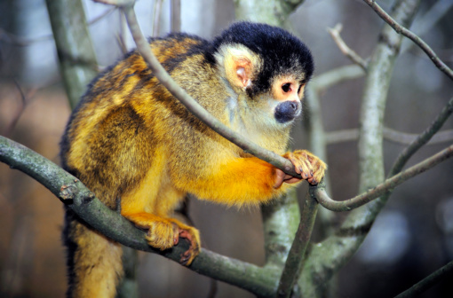 one squirrel monkey climbing in a tree