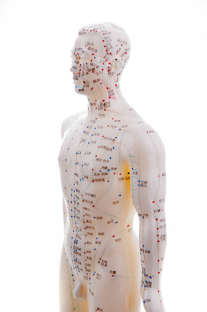 acupuncture Learning acupuncture must be in such a acupuncture practice on the model acupuncture model stock pictures, royalty-free photos & images
