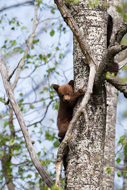 istock North American Black Bear cub in forest 178409401